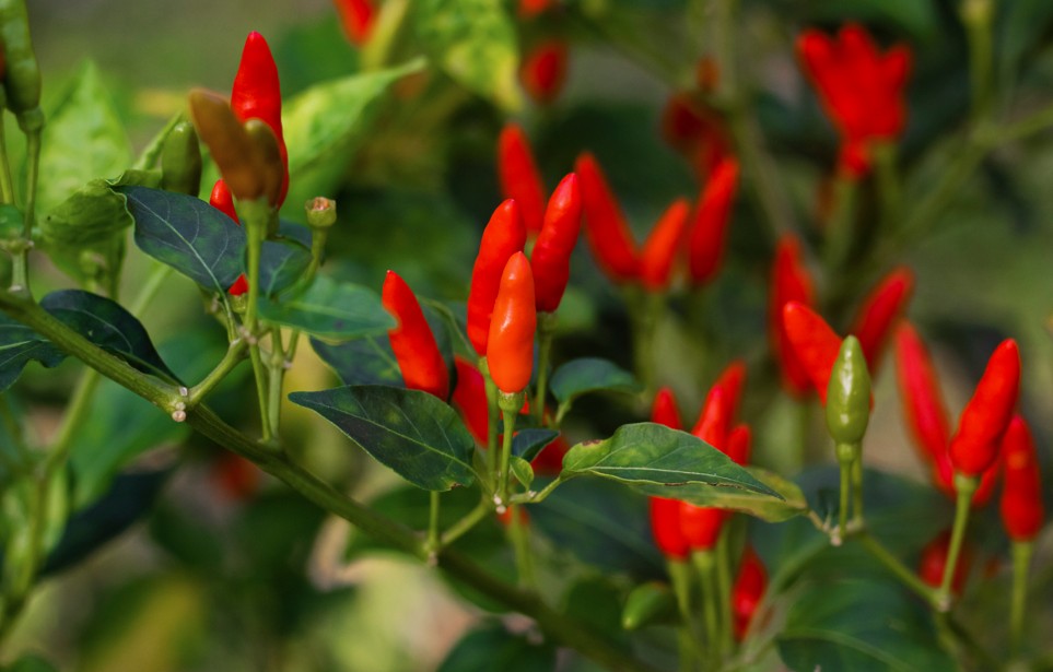 Plantation de piment