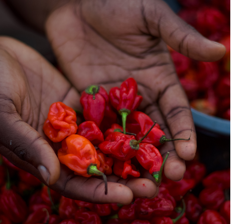 Capsaïcine pour soulager